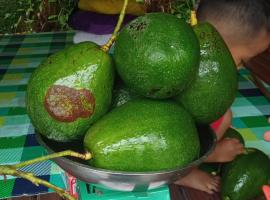 Tuan Ji, khách sạn ở Mantaak