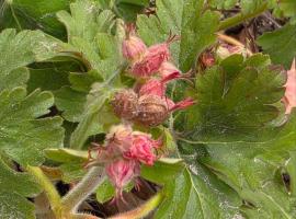 Galeria In The Garden, viešbutis Plovdive