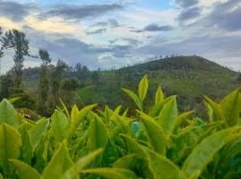 Mist Valley Kotagiri