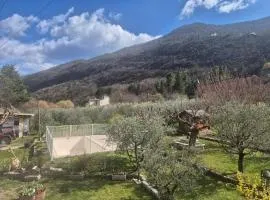 Dans les oliviers de Titi et Bernard