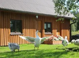 Peaceful Nature Escape Among Farm Animals