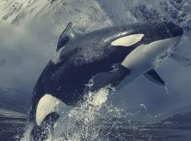 Fabricio dos santos carvalho