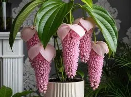 Baroc appart
