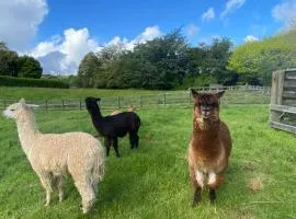 Alpaca Haven Farm