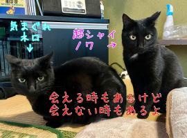 民宿とランチ大ちゃんち, Hotel in Shimanto