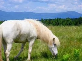Carpathian cabin - Icelandic horses - Hestur Ivo