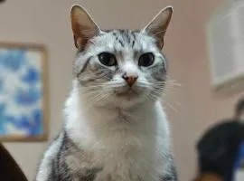 koko's garden and cats