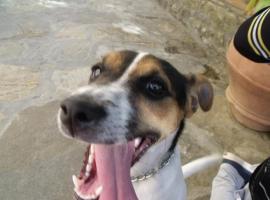 Agriturismo IL VIAIO, hotel a Fiesole