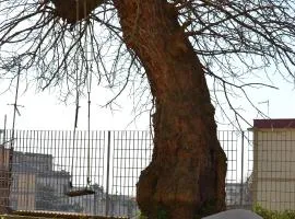 B&B Villa Margherita