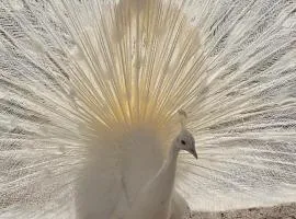 Ferienwohnungen Das Finkhaus