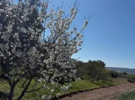 Summer Apartments Isić