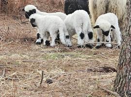 Les Chouchous du Garthieu, hotel i Hourtin