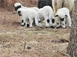 Les Chouchous du Garthieu