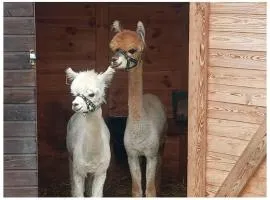 Malinowy Gaj - Agroturystyka z alpakami i innymi zwierzętami