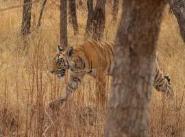 Tiger Safari Tour Package - Bor Tiger Reserve, Veg with Stay All Inclusive