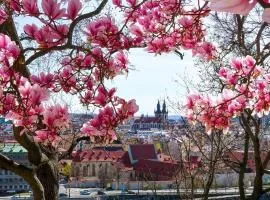 Комната в сердце Праги и КОШКА