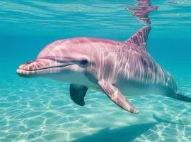 Dolphin Studios-Near the Beach