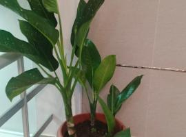 HOUSSE 69 Café Bar, hotel u gradu Satipo