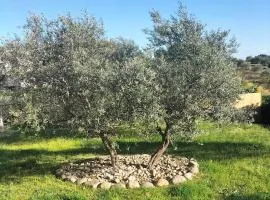 Le temps des cigales 1
