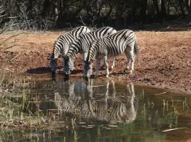 Bushbaby Lodge & Camping