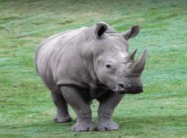 Jukskei Big5 - Rhino, ξενοδοχείο σε Fourways