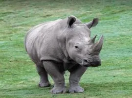 Jukskei Big5 - Rhino