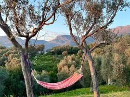Whisper of Olives