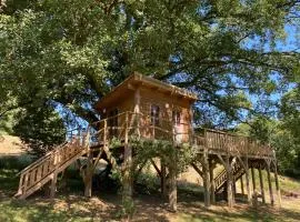 Cabane dans un chêne tricentenaire