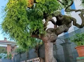 L'albero del druido