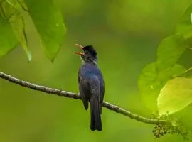 Makandawa tropical rainforest Kithulgala hiking camping bird watching