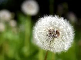 Ferienwohnung Pusteblume