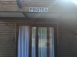 Protea
