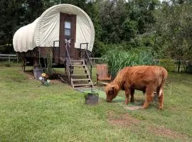 Soulful Glamping Experience with Highland Cows, Private Wagon & Nature in Melrose, Florida
