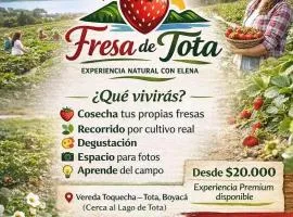 Fresas de Tota experiencias cerca al lago de TOTA