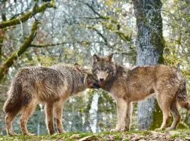 Parc Animalier de Gramat