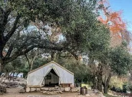 Glamping Tent Retreat with Fire Pit Under Giant Oaks in Pauma Valley, California