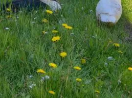 Landzeit Niedergräfenhain