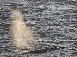 Whale Pointe