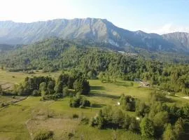 FAGGIO - Un Nido nel Bosco