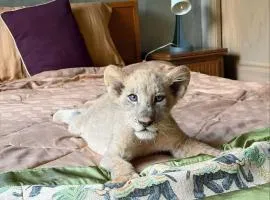 Lion Cafe Resort