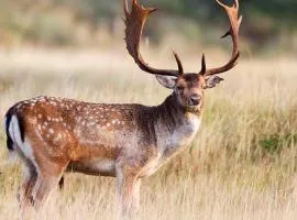 Cabin in deer enclosure, lake nearby-