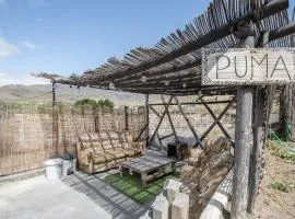Oaxaca Puma