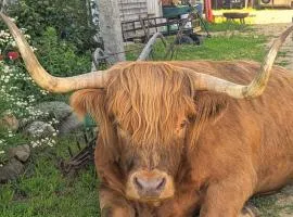 Cozy Couples Studio Slow Down on a Highland Cattle Farm