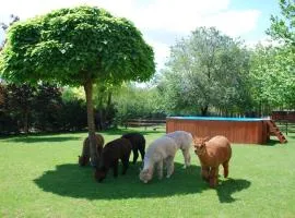 Alpacacamp