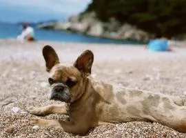 Pet Friendly Apartment Ground Floor