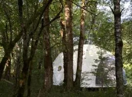 Dôme en forêt
