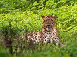 Villa Emerald Yala safari tours