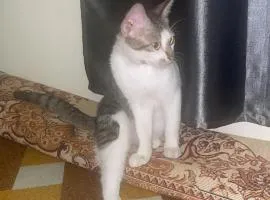 Hamsiah