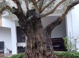 Villa Ana, Palit