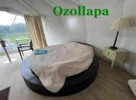 Ozols